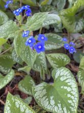 Brunnera macrophylla Emerald Mist,Myosotis Caucase