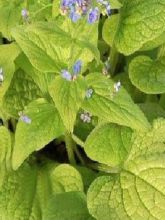 Brunnera macrophylla Green Gold - Myosotis du Caucase