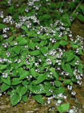 Brunnera macrophylla Langtrees - Myosotis du Caucase