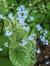 Brunnera macrophylla Silver Wings, Myosotis du Caucase