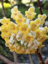 Edgeworthia chrysantha Nanjing Gold - Buisson à papier