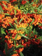 Pyracantha Orange Glow - Buisson ardent 