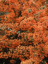 Pyracantha SAPHYR Orange - Buisson ardent.