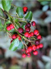 Pyracantha SAPHYR Rouge - Buisson ardent.