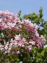 Buisson de beauté 'Pink Cloud'