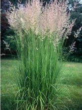 Calamagrostis acutiflora Karl Foerster