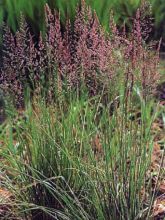 Calamagrostis acutiflora Overdam