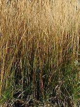 Calamagrostis acutiflora Waldenbuch - Calamagrostide