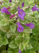 Calament à grandes fleurs 'Variegata'