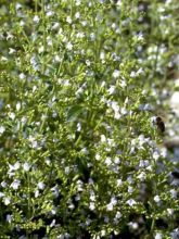 Calamintha nepeta Weisser Riese - Calament