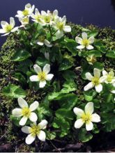 Caltha palustris 'Alba'