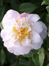 Camélia champêtre - Camellia High Fragrance