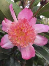 Camellia sasanqua Choji Guruma - Camélia d'automne