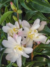 Camelia d'automne - Camellia sasanqua Frosted Star