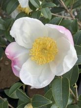 Camélia d'automne - Camellia sas. Survivor