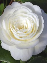 Camélia classique - Camellia Dahlonega