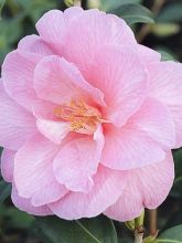 Camélia Donation - Camellia (x) williamsii