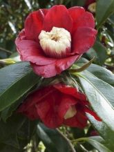 Camelia Bob's Tinsie - Camellia japonica
