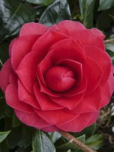 Camélia Coquetti - Camellia japonica