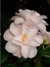 Camélia Hagoromo - Camellia japonica