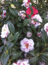 Camélia Lady Vansittart - Camellia japonica