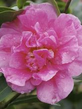 Camelia Fiesta Grande - Camellia (x) reticulata