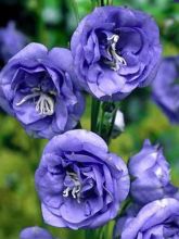 Campanula persicifolia La Belle - Campanule à feuilles de pêcher