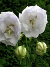 Campanula persicifolia La Bello - Campanule à feuilles de pêcher