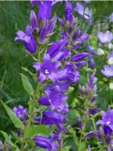 Campanule à feuilles larges 'Macrantha'