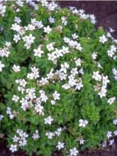 Campanule à fleurs laiteuses 'White Pouffe'