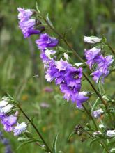 Campanula trachelium Bernice - Campanule gantelée