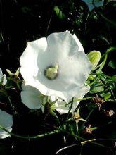 Campanula carpatica Alba - Campanule des Carpathes à fleurs blanches.