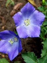 Campanule des monts Carpathes bleu - Campanula carpatica