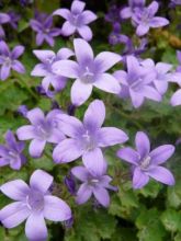 Campanule des murailles 'Resholt Variety'