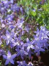 Campanule pyramidale 'Alba' - Campanula pyramidalis - Le Jardin du Pic Vert