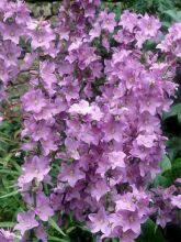 Campanula persicifolia Hidcote Amethyst - Campanule à feuilles de pêcher rose lilacé