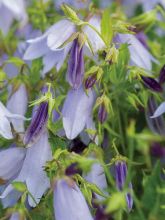 Campanula Iridescent Bells - Campanule hybride