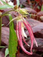 Campanule 'Pink octopus'