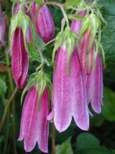 Campanule takesimana 'Elisabeth'