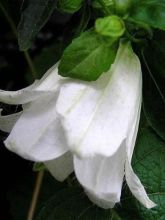 Campanula (x) punctata Wedding Bells - Campanule hybride