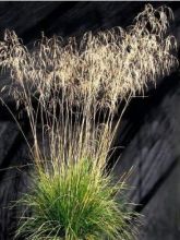 Deschampsia caespitosa Bronzeschleier - Canche cespiteuse