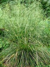 Canche cespiteuse Tauträger - Deschampsia cespitosa