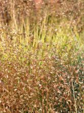 Deschampsia flexuosa Tratra Gold - Canche flexueuse