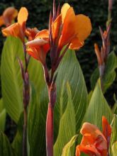 Canna Striata - Balisier strié.