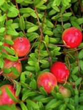 Canneberge, Airelle à gros fruits 'Early Black'