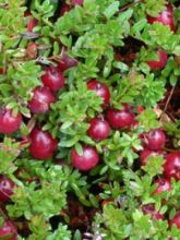 Canneberge, Airelle à gros fruits 'Stevens'