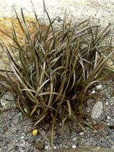 Carex berggrenii - Laîche
