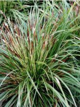 Carex morrowii 'Variegata'