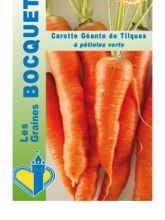 Carotte géante De Tilques - Daucus carota