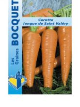 Carotte Valery - Daucus carota